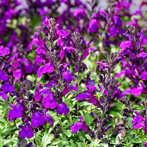 salvias flower 7