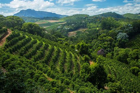 Venda Nova Do Imigrante Guia Completo Para O Viajante