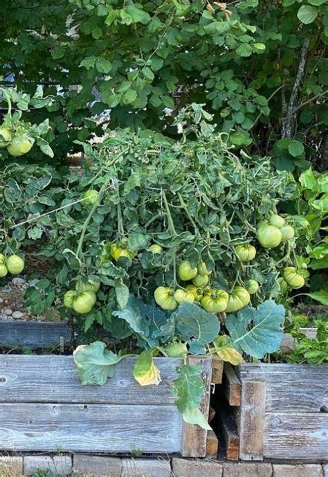 28 Great Indeterminate Tomato Varieties To Plant In Your Garden