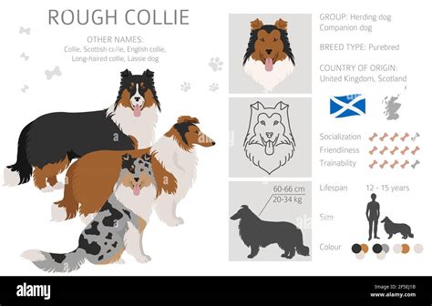 Rough collie clipart. Different poses, coat colors set. Vector ...