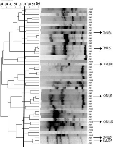 Hierarchical Clustering Tree Based On Rep PCR Fingerprint Pattern Of