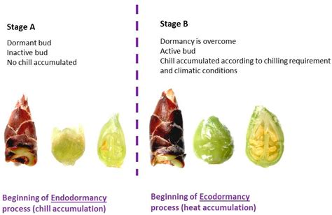 Horticulturae Free Full Text Monitoring Dormancy Transition In Almond Prunus Dulcis Miller