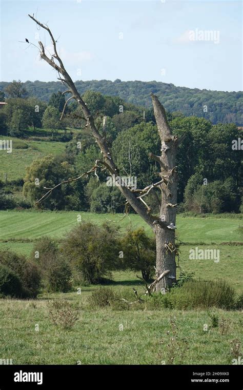 Typical Wallonian landscape with remote tree in late summer near Torgny ...