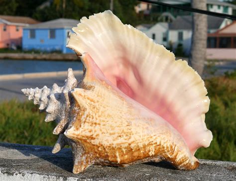 Conch Season Bahamas 2024 Maria Stormi