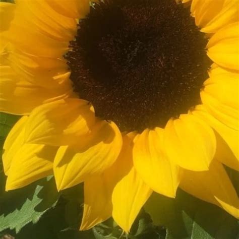 An Old Wanking Video With Spunky Cumshot Wrinkly Foreski British Gay Porn Xhamster