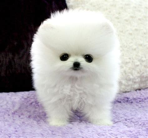 White Teacup Pomeranian | Teacup Pomeranian