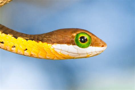 Identifying venomous snakes: How hard can it be? - Africa Geographic