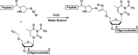 Dna Alkyne Conjugation With 4 Azidoprolyl Peptide Using Click Reaction