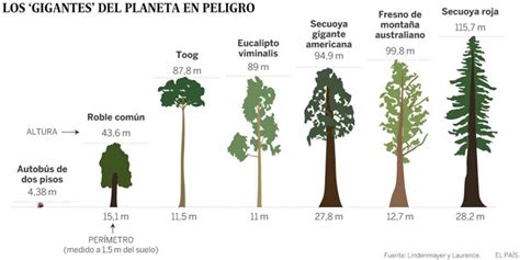 Mount Bank tira oxígeno cuanto pesa un arbol Realista Inmigración barrer