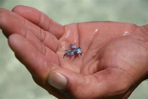 Hallaron un diminuto dragón azul en las costas de Australia Infobae