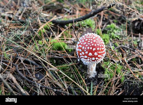 Fly Agaric Mushroom On The Forest Floor Stock Photo Alamy