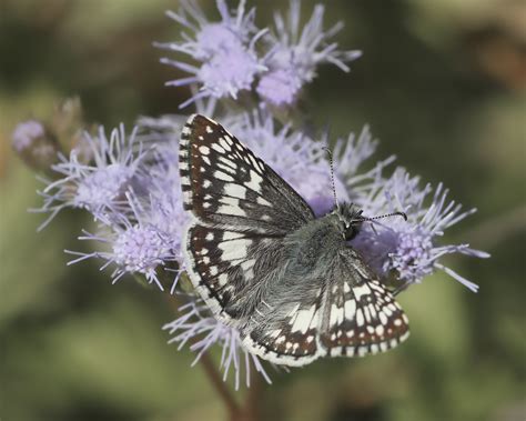 Common White Checkered Skipper Pyrgus Communis Albescens Flickr