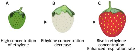 Fruit Development And Ripening SpringerLink