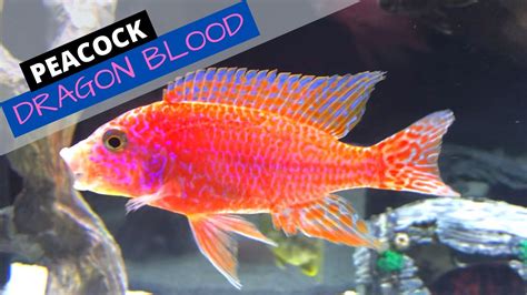 African Cichlids Dragon Blood Peacock Cichlid Stunner Youtube