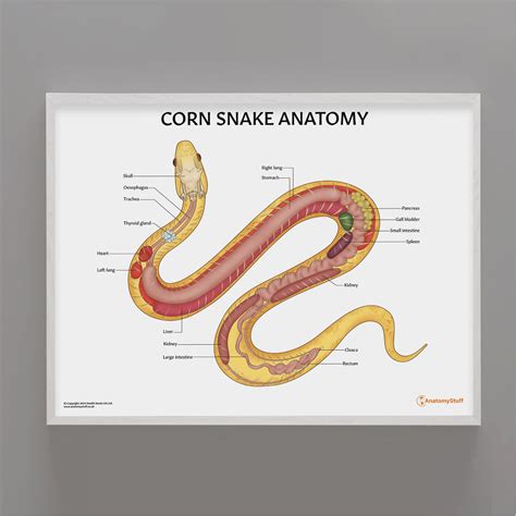 Corn Snake Anatomy Poster | Bones Organs Exotic Pets – AnatomyStuff