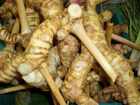 Galangal Plant Care Growing Guide Plantly