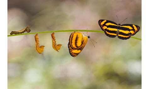 Borboleta Amarela E Preta Significado Espiritual