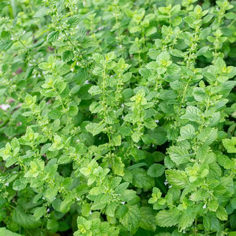 Lemon Balm seeds - Melissa officinalis