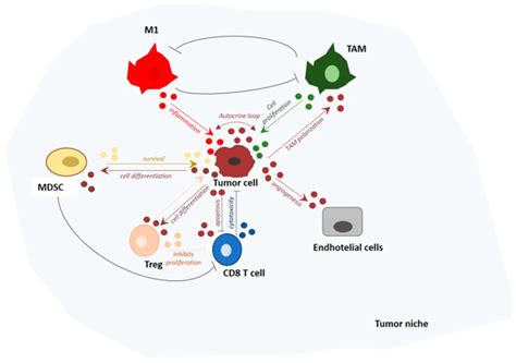 Cells Free Full Text Mirnas At The Crossroads Between Innate