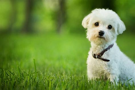 Maltese Mixes: 29 Gorgeous Maltese Hybrid Dogs