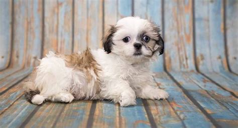 Shih Tzu Dog Breed - Native Breed.org