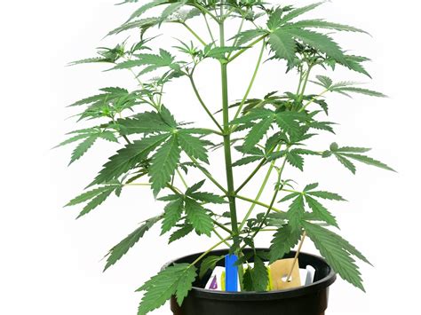 Banana Kush Cake Automatic Grow Report Indoor Sensi Seeds