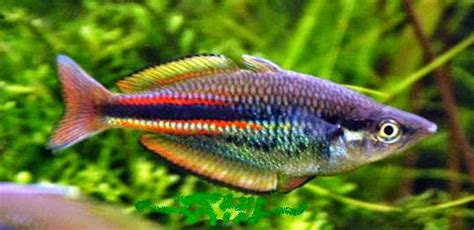 Chennai Free Classifieds New Guinea Rainbowfish Care