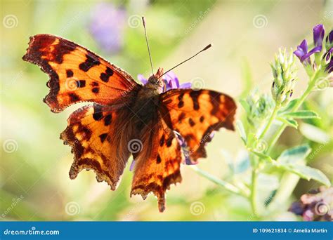 Closeup of the Fuzzy Hairs on a Green Comma Butterfly Stock Photo ...