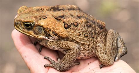 Cane Toads Fill Suburban Street as Australian Creature Multiplies