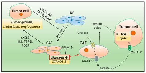 Ijms Free Full Text Therapeutic Potential Of Tumor Metabolic