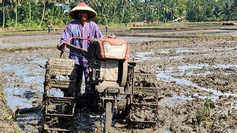 Traktor Sawah Quick G Boxer Garap Lahan Kurang Air Menggunakan Garu