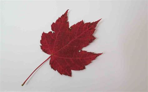 Red Maple Tree Red Leaf – Tree Pictures BLog