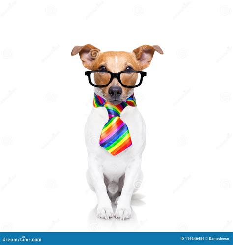 Perro Del Orgullo Gay Foto De Archivo Imagen De Diferente