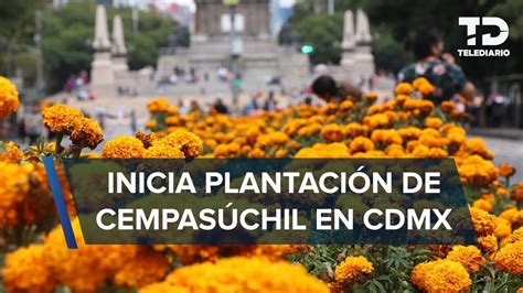 Cdmx Se Pinta De Naranja Llegan Las Primeras Flores De Cempas Chil A