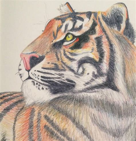 Colored Pencil Tiger By Aura975 On Deviantart