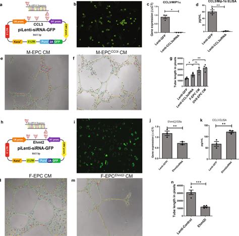 Epigenetic Mechanisms Regulate Sex Differences In Cardiac Reparative