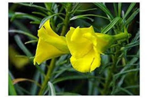 25 seeds of yellow oleander organic seeds high germinating | Etsy