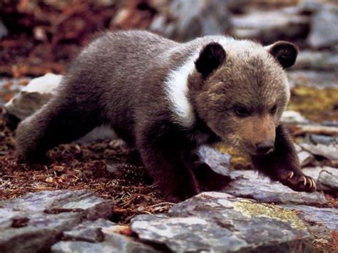 Grizzly Bear Cubs Baby Animal Zoo