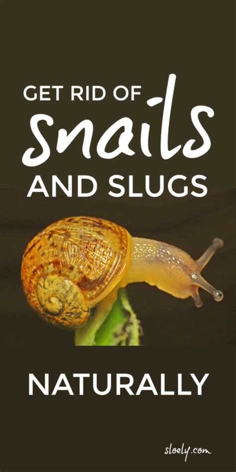 Get Rid Of Slugs And Snails Naturally