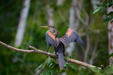 Exquisite Ecuador, Astonishing Amazon! « Joe McNally Photography