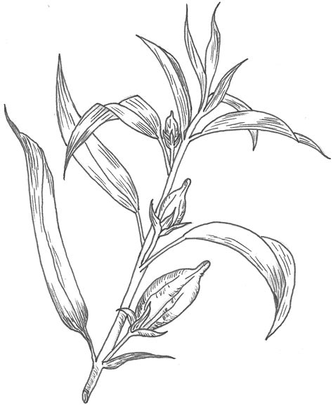 illustration  plants plant dedecdadeacf plants