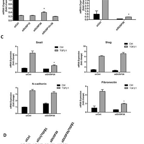 DUSP26 Silencing Partially Reverses EMT In PANC1 Cells A PANC1 Cells