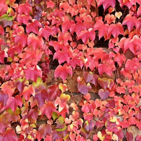 Premium Photo Close Up Of Beautiful Autumn Colored Ivy Leaves