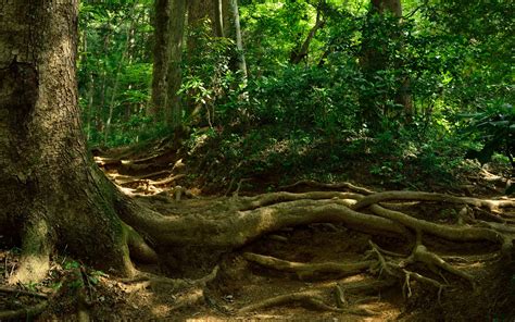 Sustainability is reshaping industries - Capgemini UK