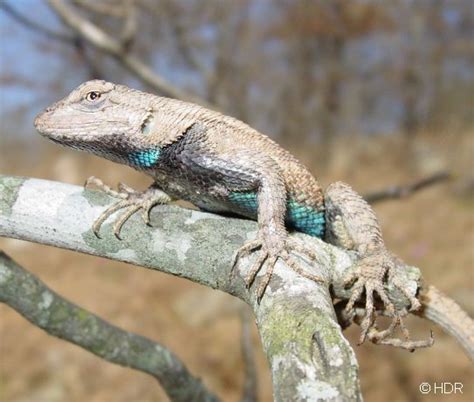 Eastern Fence Lizard (Sceloporus undulatus) | Tegu Talk