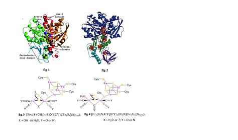 Fe Only Hydrogenase Chemistry Libretexts