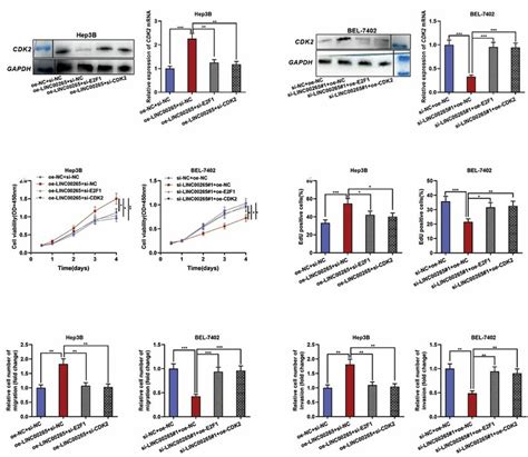 Linc Regulates Proliferation Migration And Invasion Of Hcc Cells