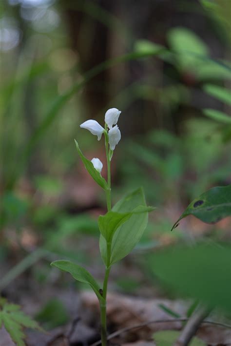 野の花百景 キンラン、ギンラン（kinran Ginran