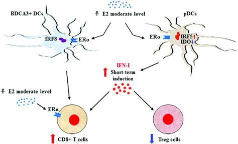 Sex Biased Regulation Of T Cell Response Through E2 Induced Ifn Type Download Scientific