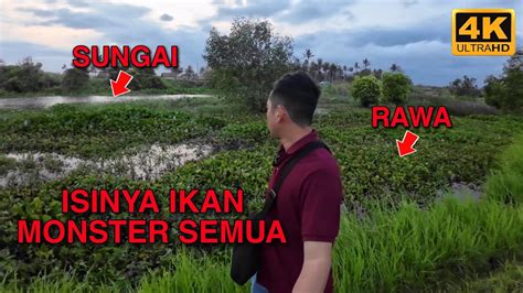 Spot Mancing Ikan Rawa Air Payau Muara Opak Jogja‼️ Youtube